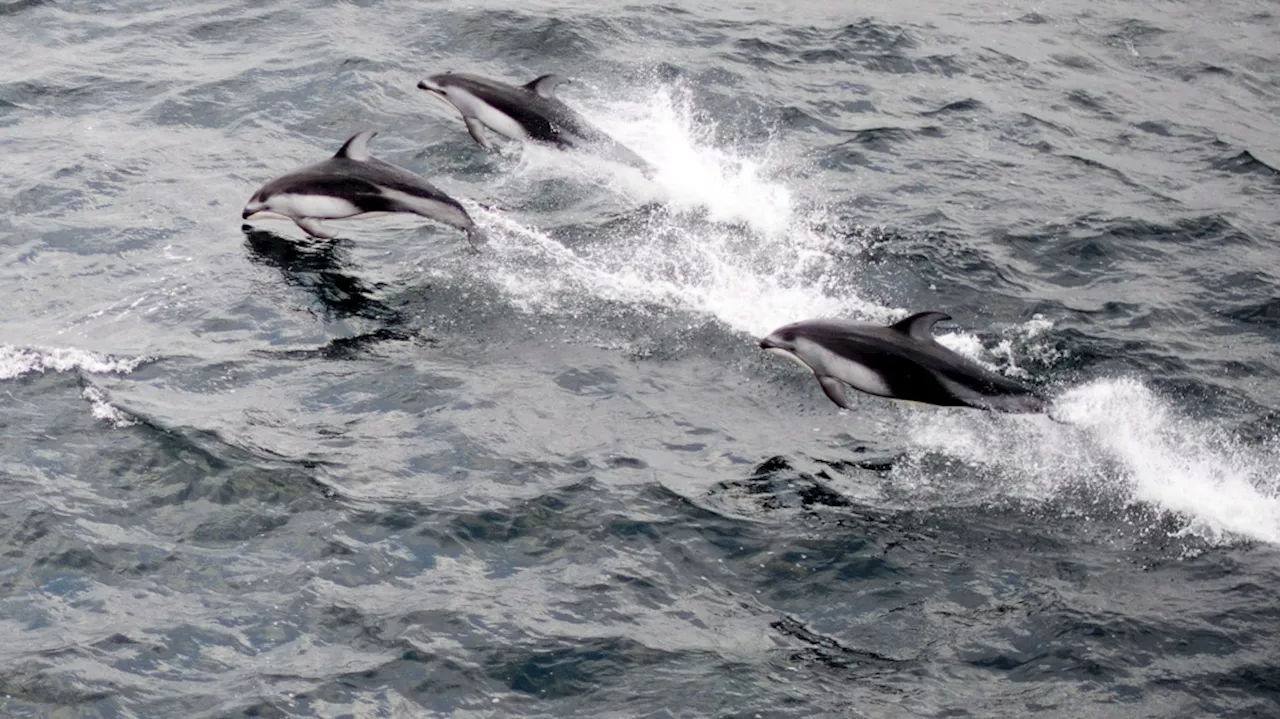 Up to 125 Atlantic white-sided dolphins stranded in Cape Cod waters