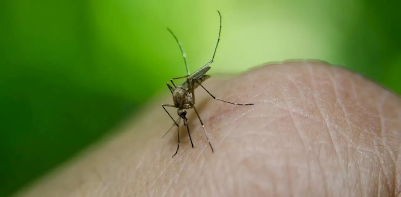 Mosquitoes in Oshawa test positive for West Nile virus