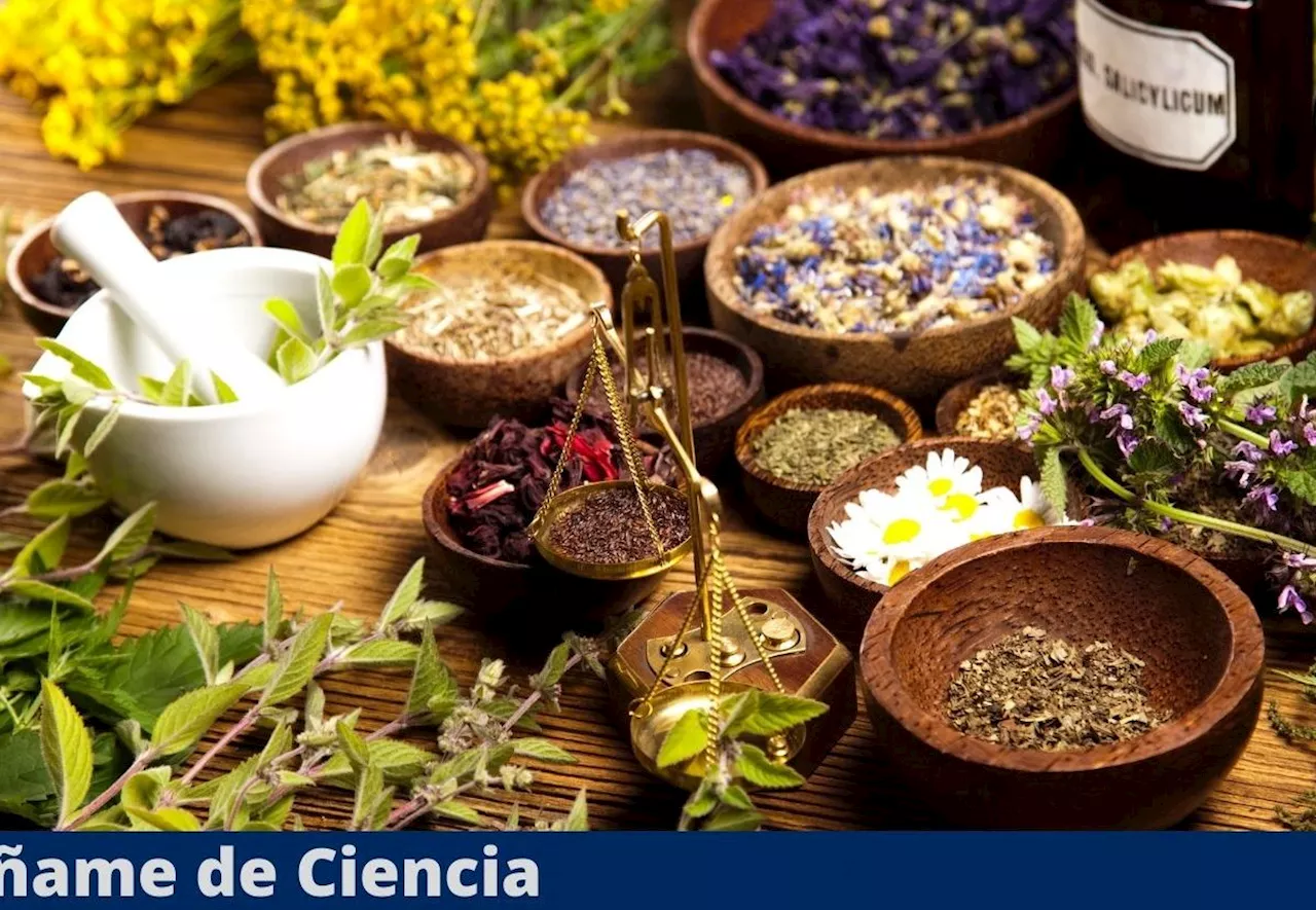 Lanzan CURSO GRATUITO que te enseña a usar plantas medicinales, ¡y dan certificado!