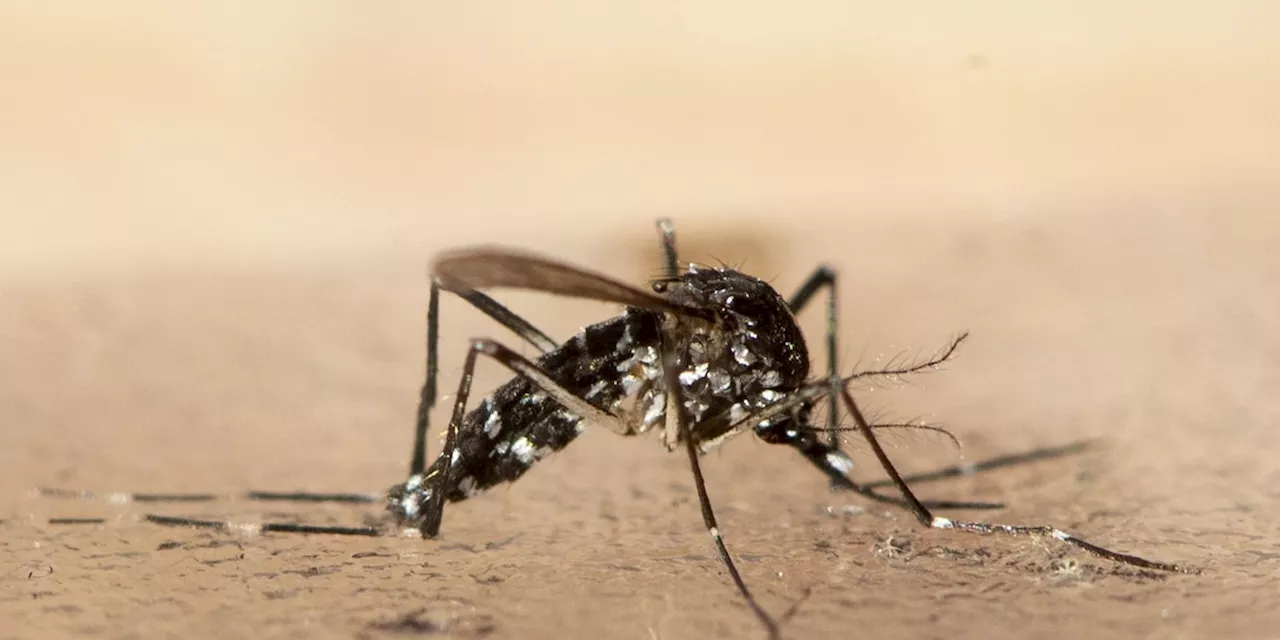 Chikungunya-Viren: EU lässt Impfstoff gegen gefährliches Tropenvirus zu