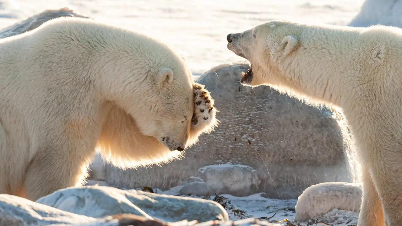 Delightful Comedy Wildlife Photos Show the Lighter Side of Mother Nature