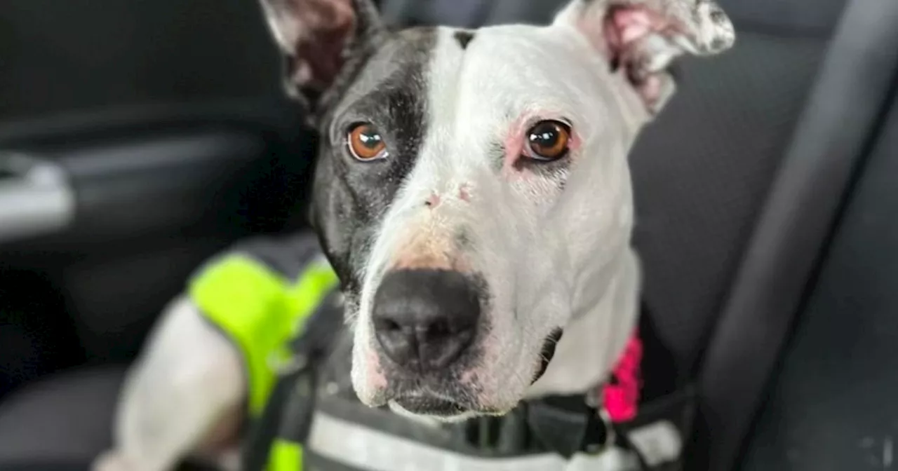 Scotland's 'loneliest dog' finds forever home after spending half her life at Lanarkshire centre