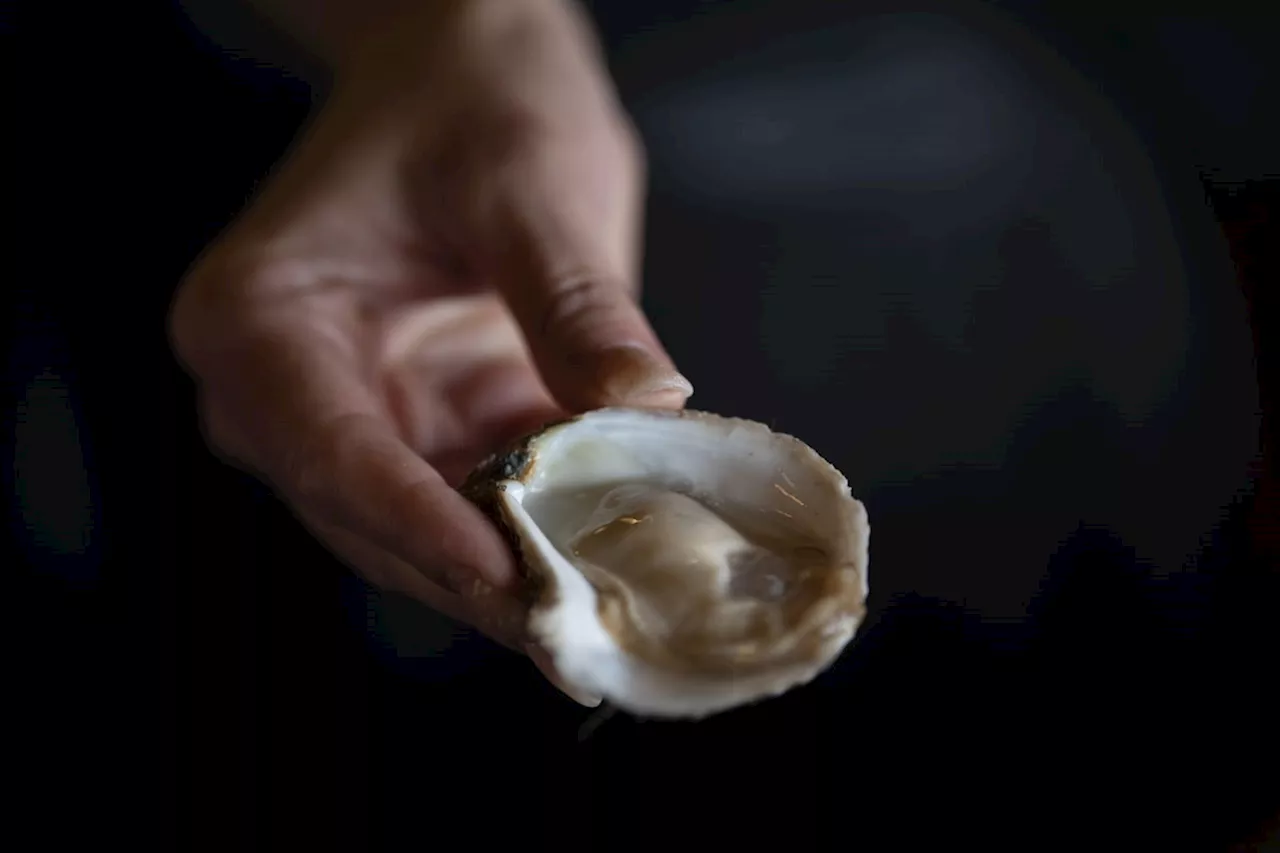 Shuck, slurp, repeat: Exploring Nova Scotia’s oyster trail