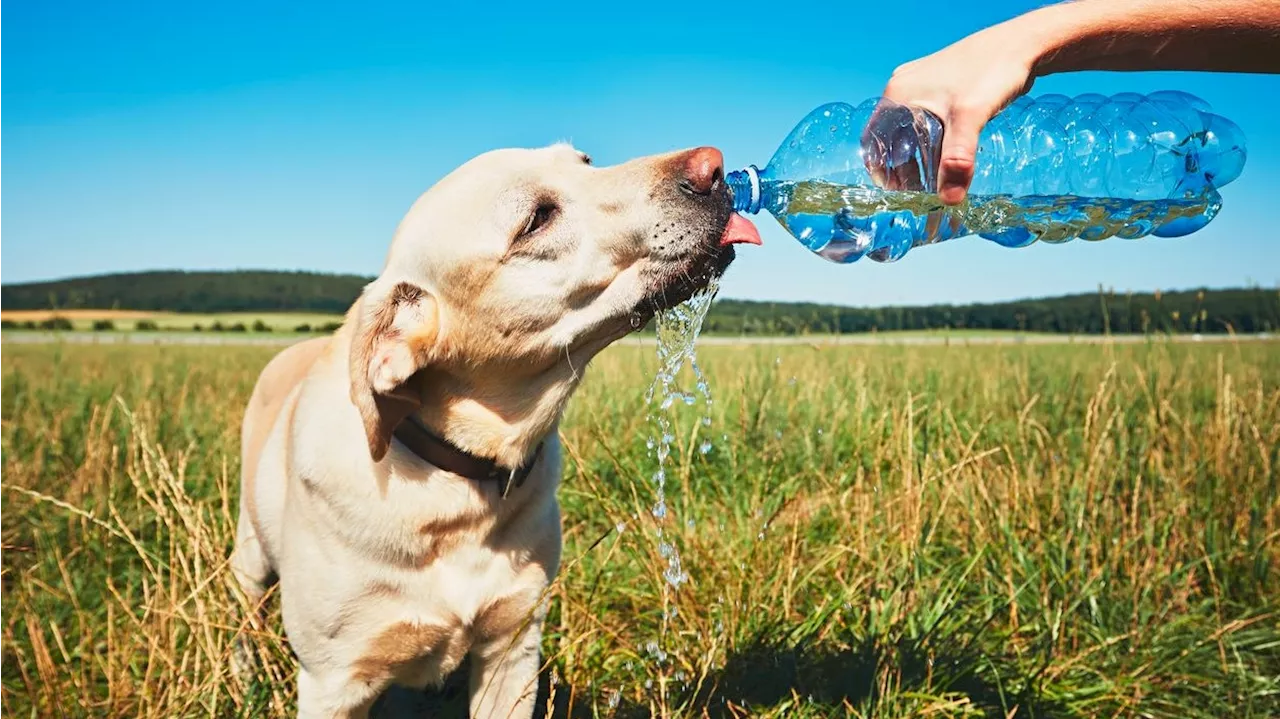 Cool bleiben! Hitzetipps für Hund und Katz'