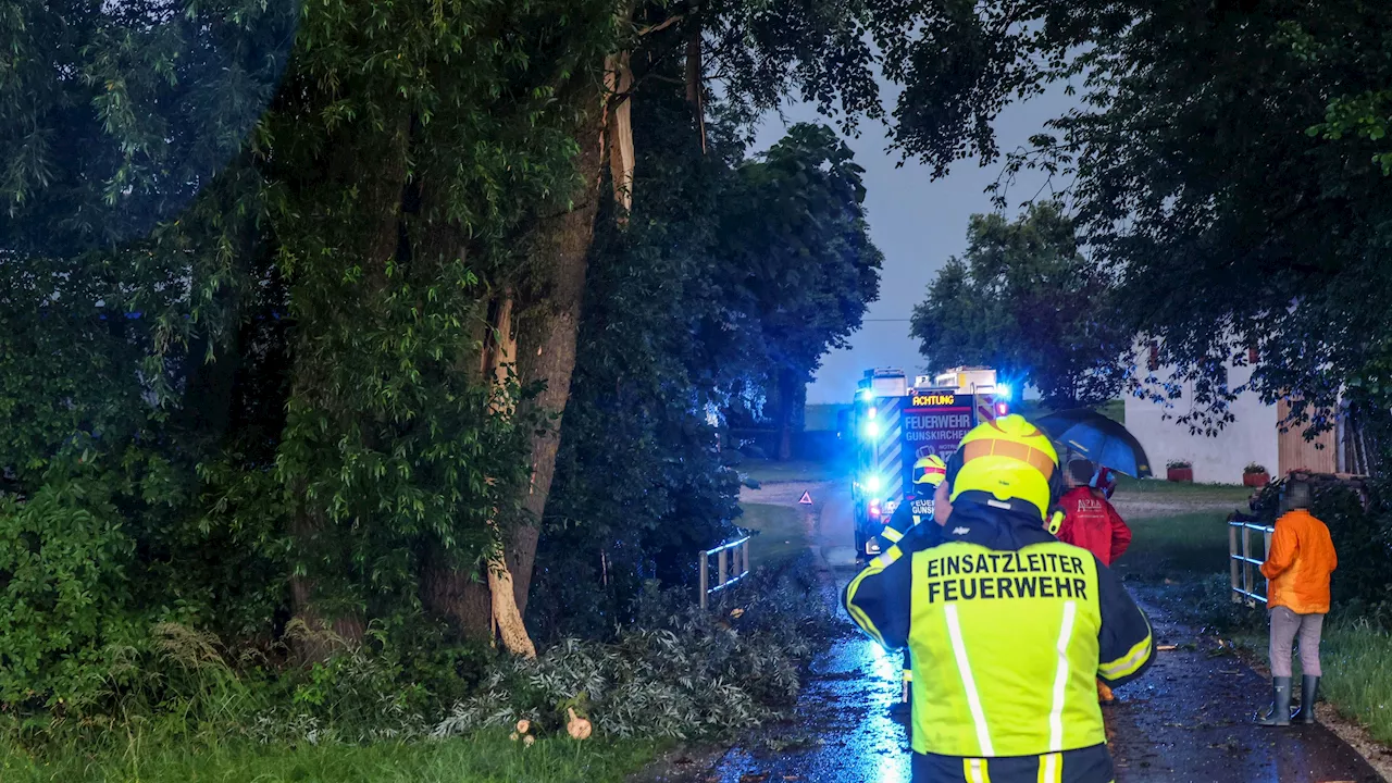 Heftige Gewitter! Gewaltiger Blitz spaltet Baum