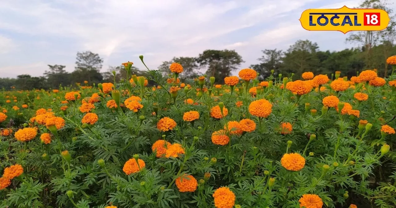 किसान का कमालः गेंदे की खेती से बदली अपनी किस्मत, पहले से अब बढ़ गई कमाई...कमा रहा लाखों