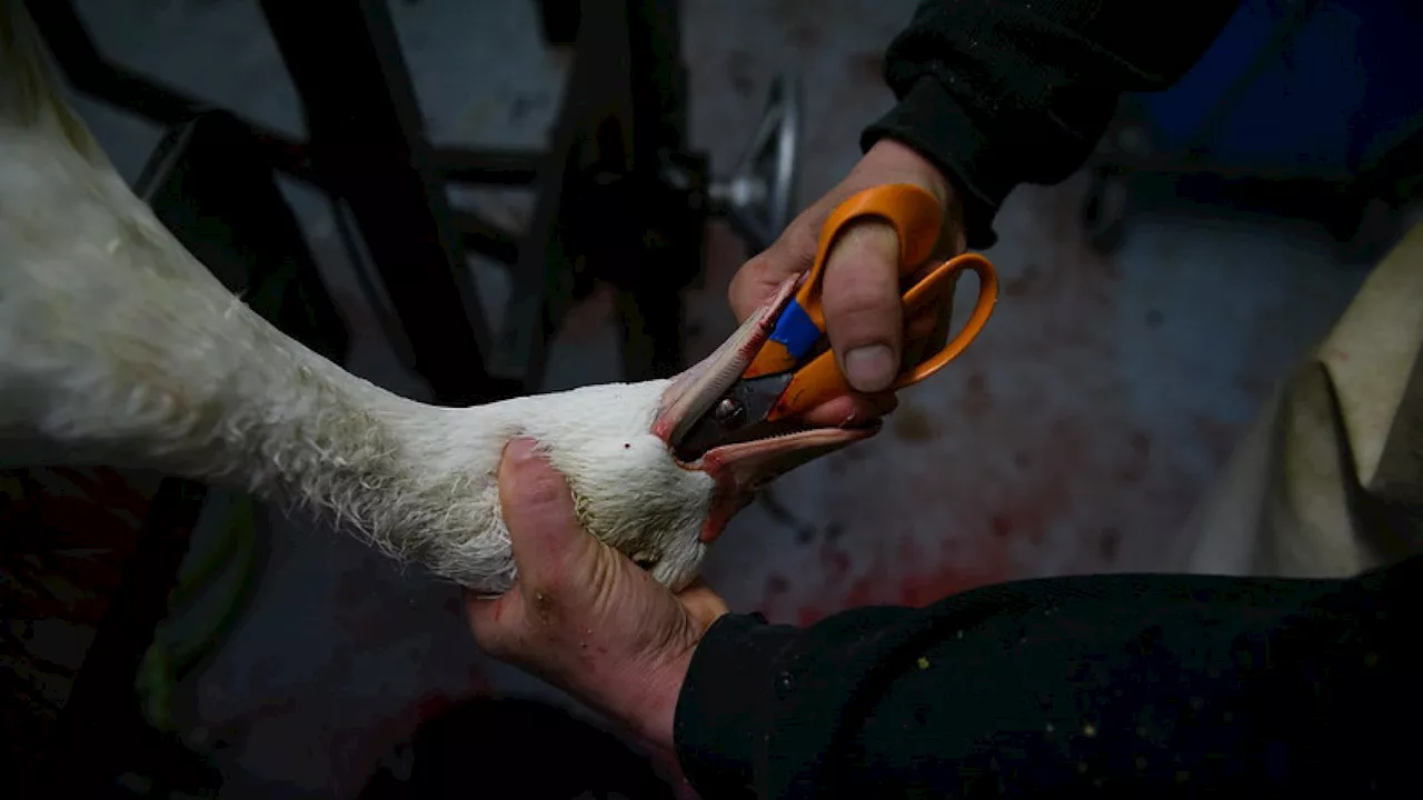 Perché va rimosso il foie gras dal menù delle Olimpiadi