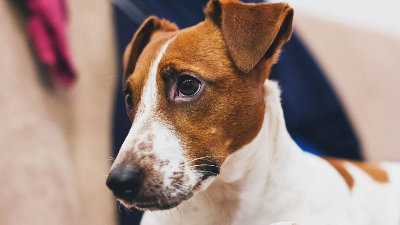 Jack Russell and three puppies stolen from farm in Cowpen Bewley