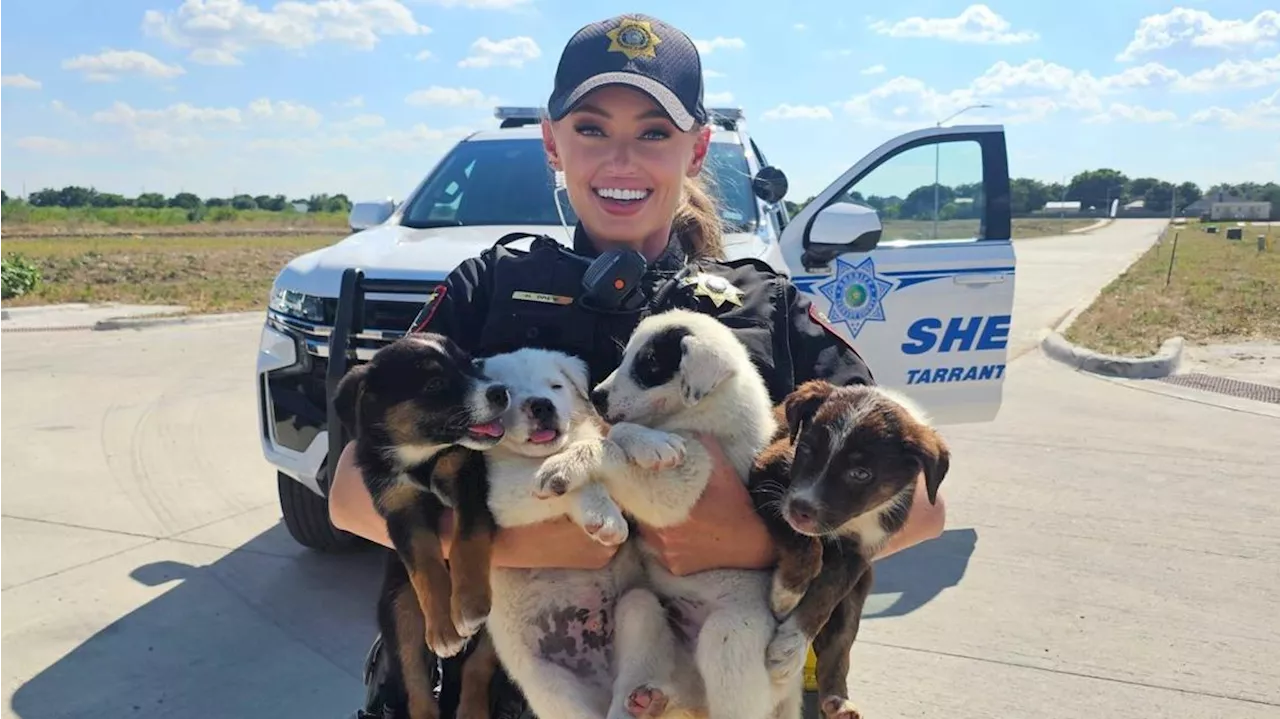 Tarrant County deputies save eight abandoned puppies from 100 degree heat, available for adoption