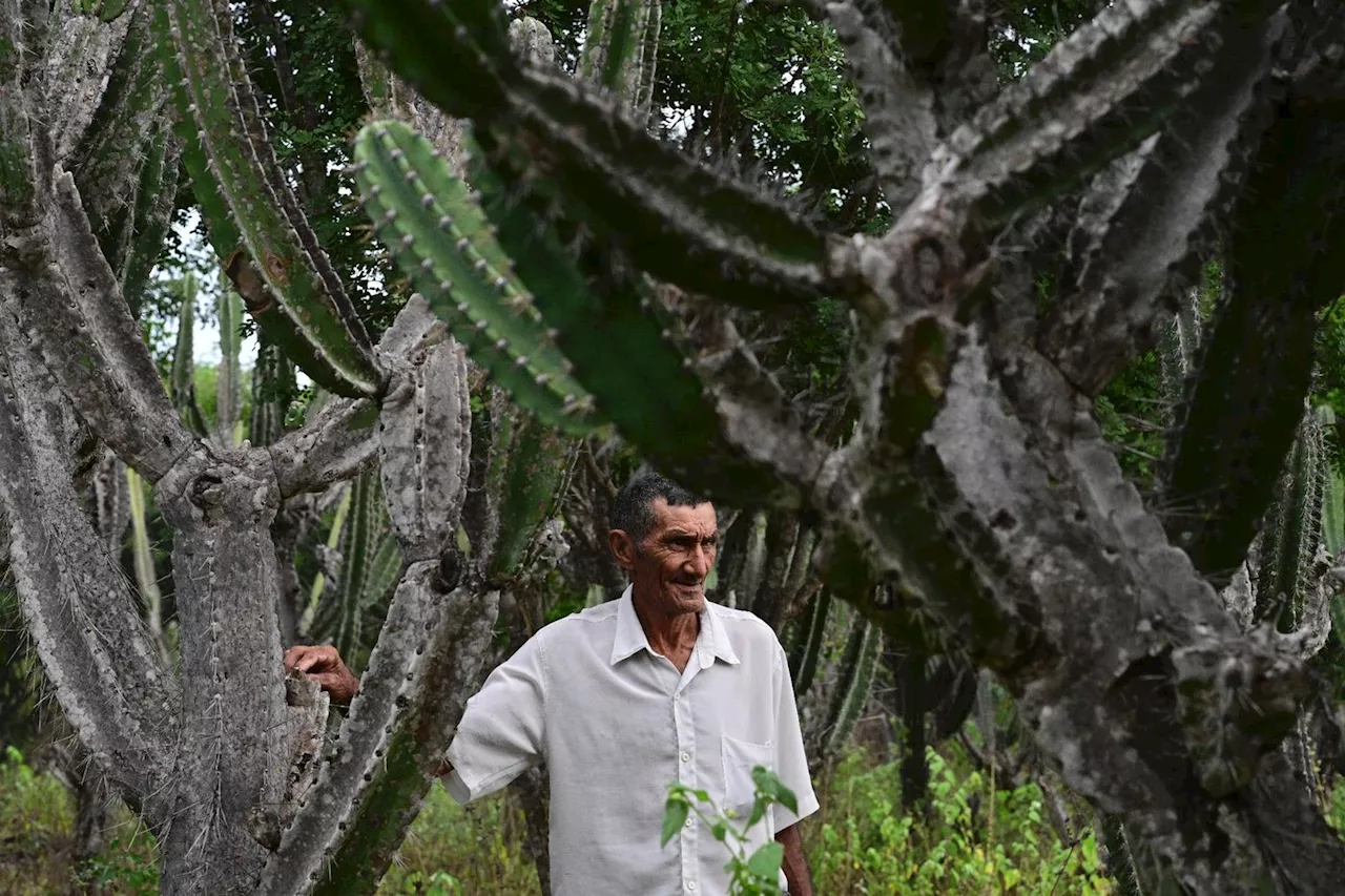 L'agro-écologie contre la désertification dans le nord-est brésilien