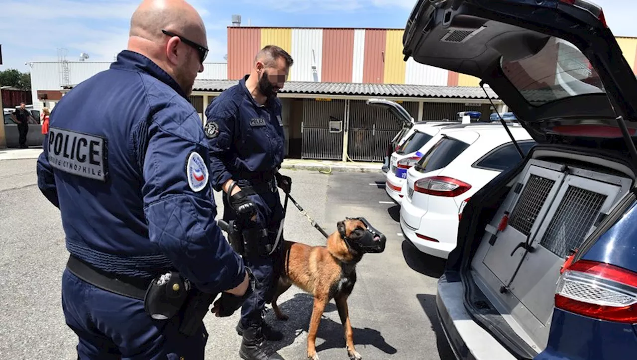 Le trio voulait voler une voiture, Rio et Prince, chiens policiers, mettent fin à l’opération