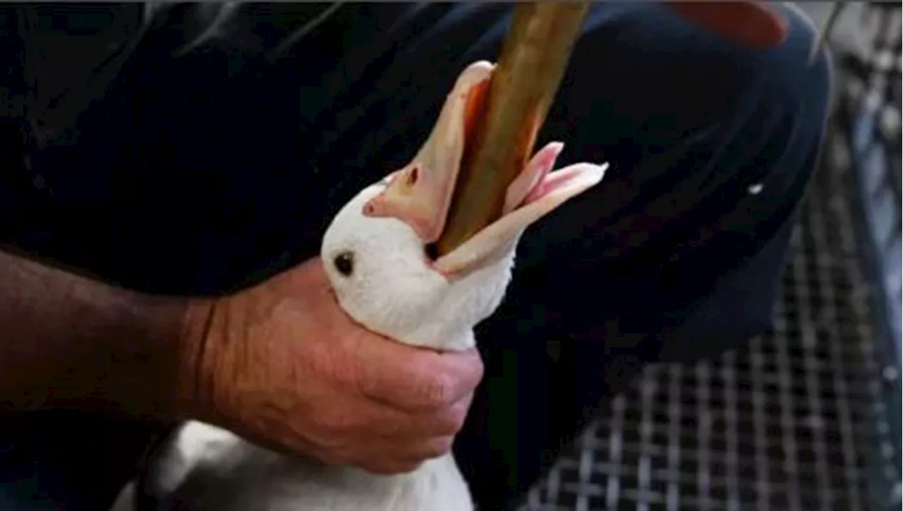 Il foie gras è nel menù dei Giochi Olimpici di Parigi, ma è frutto della sofferenza di anatre e oche