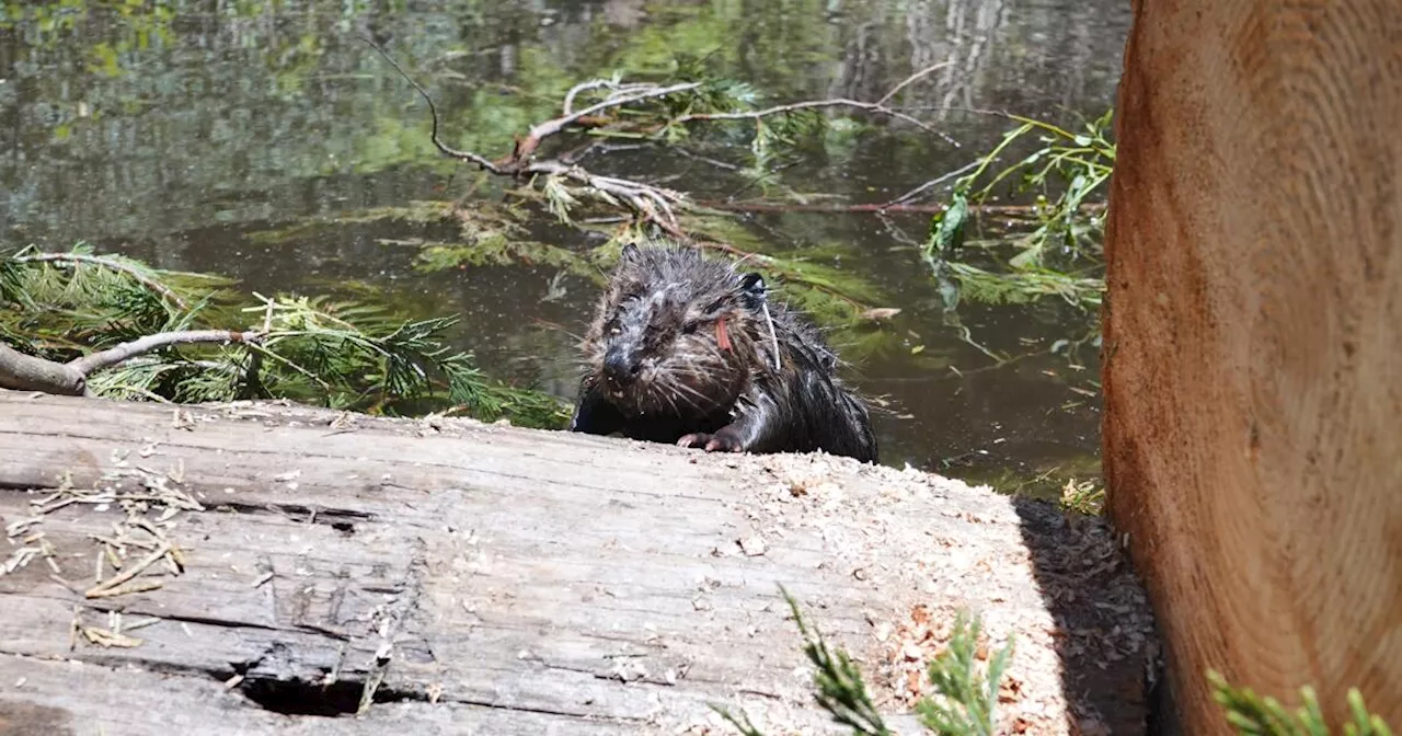 Beavers, back on tribal land after 100 years, could aid California's fragile ecosystem