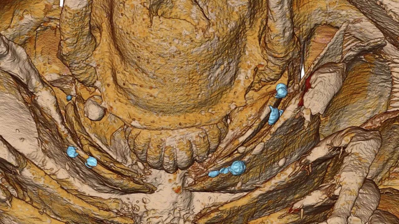 Stunning 3D images show anatomy of 500 million-year-old Cambrian trilobites entombed in volcanic ash