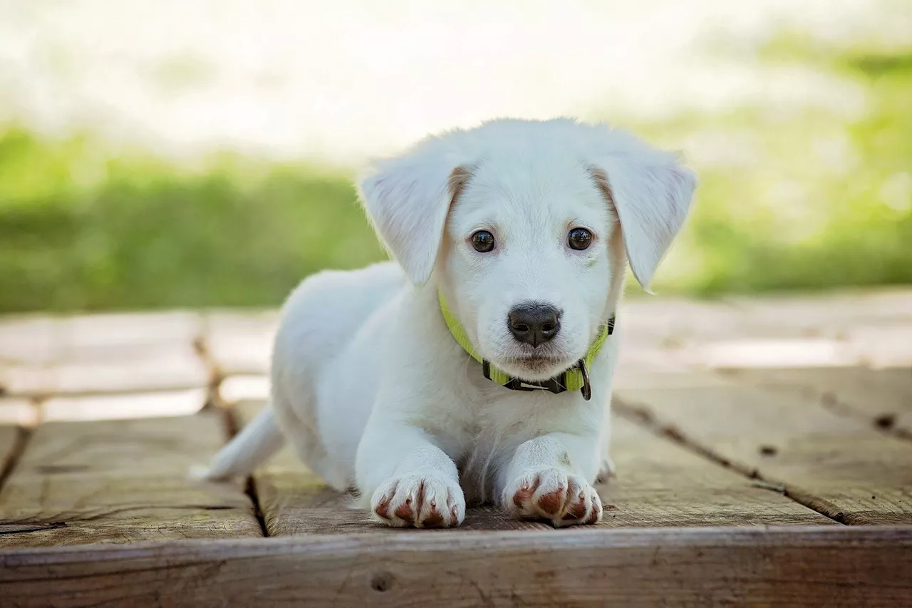 A dog's puppyhood can cause 'puppy blues' reminiscent of baby blues