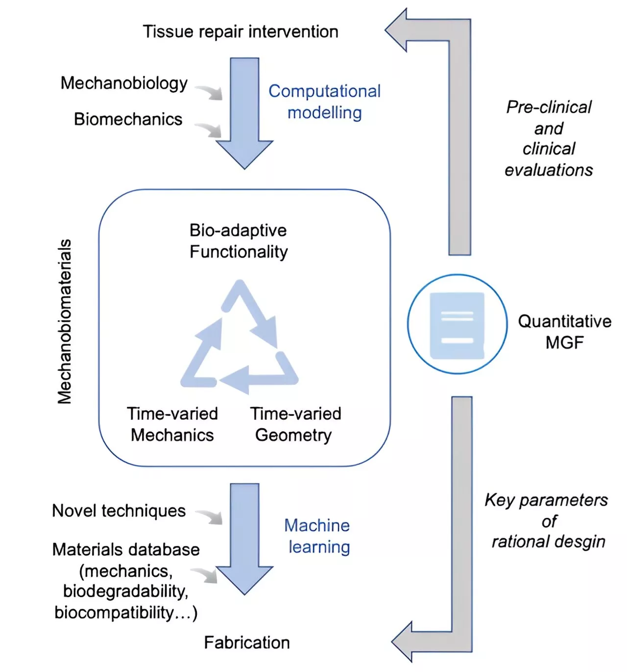 Mechanobiomaterials: A rising field using mechanobiology principles to program functional biomaterials