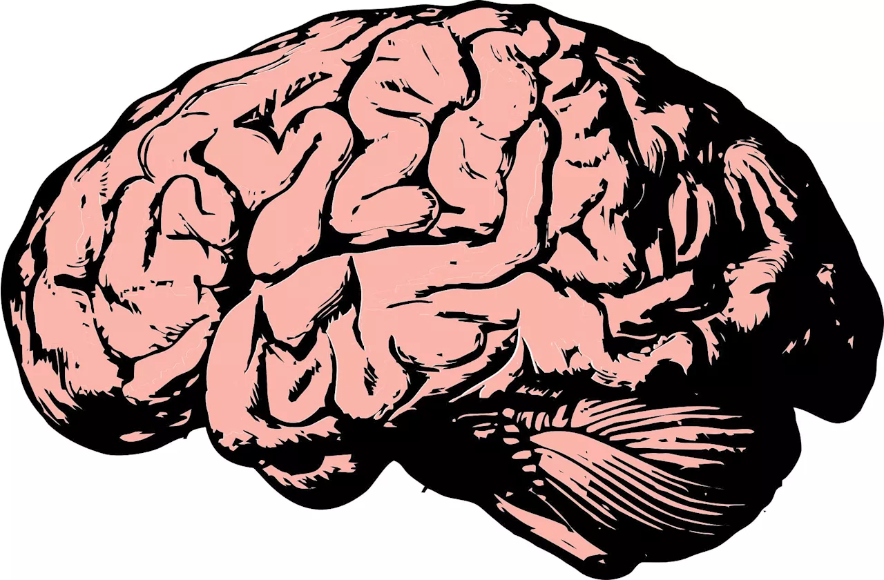 Study reveals significant differences in RNA editing between postmortem and living human brain