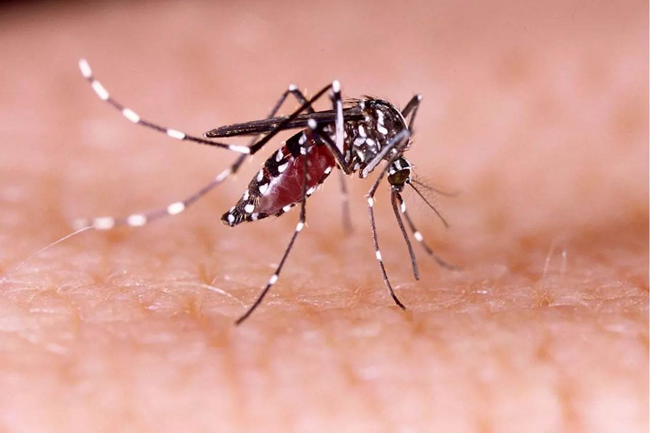 What to know about dengue as CDC warns of rising risk in United States