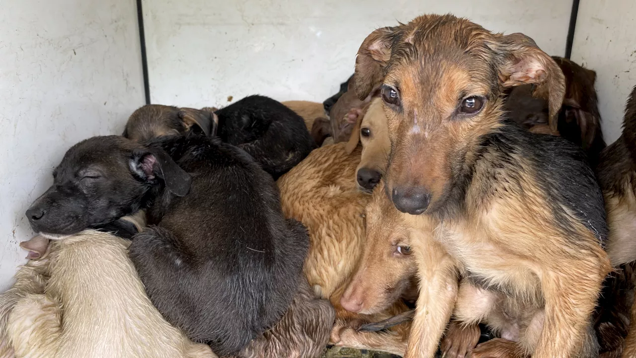 En precarias condiciones y maltratados: Rescataron 40 animales de una vivienda en Medellín