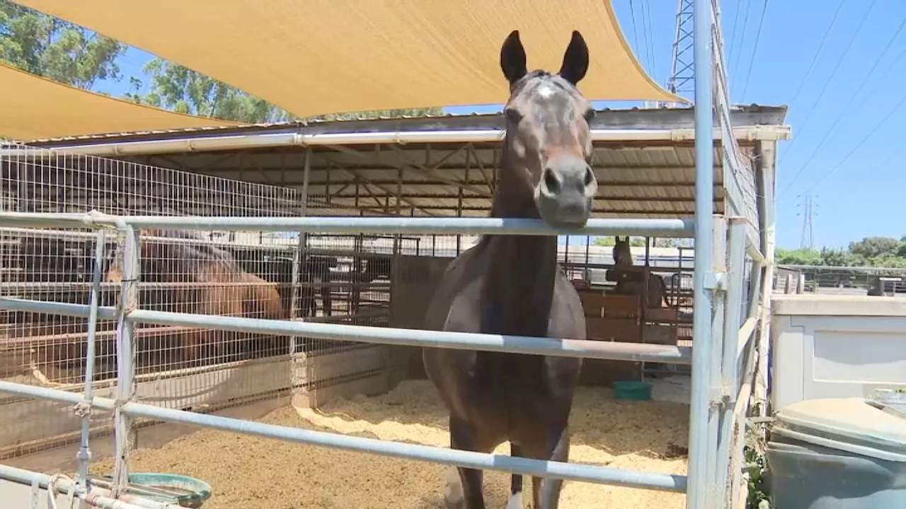 Lakewood Equestrian Center is in jeopardy of shutting down