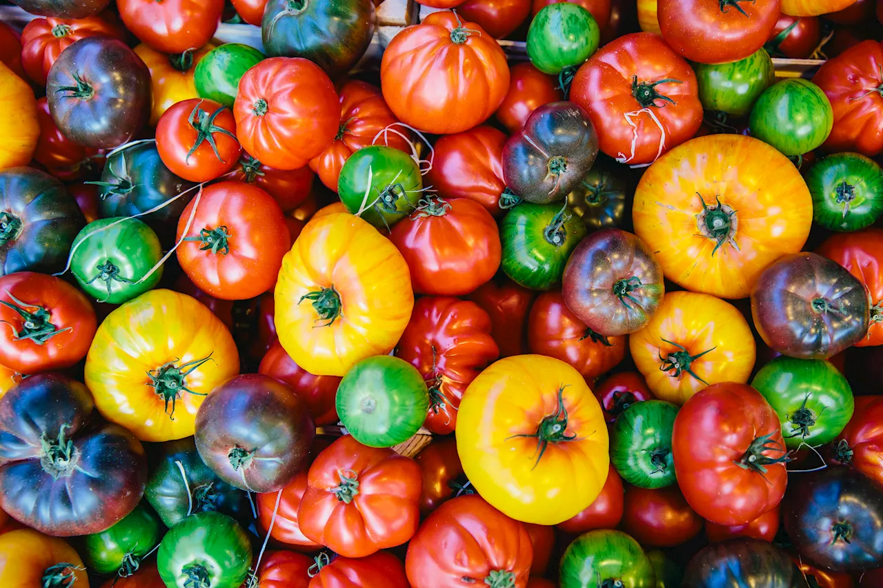 Snack on succulent fruits at a Highland Park tomato tasting