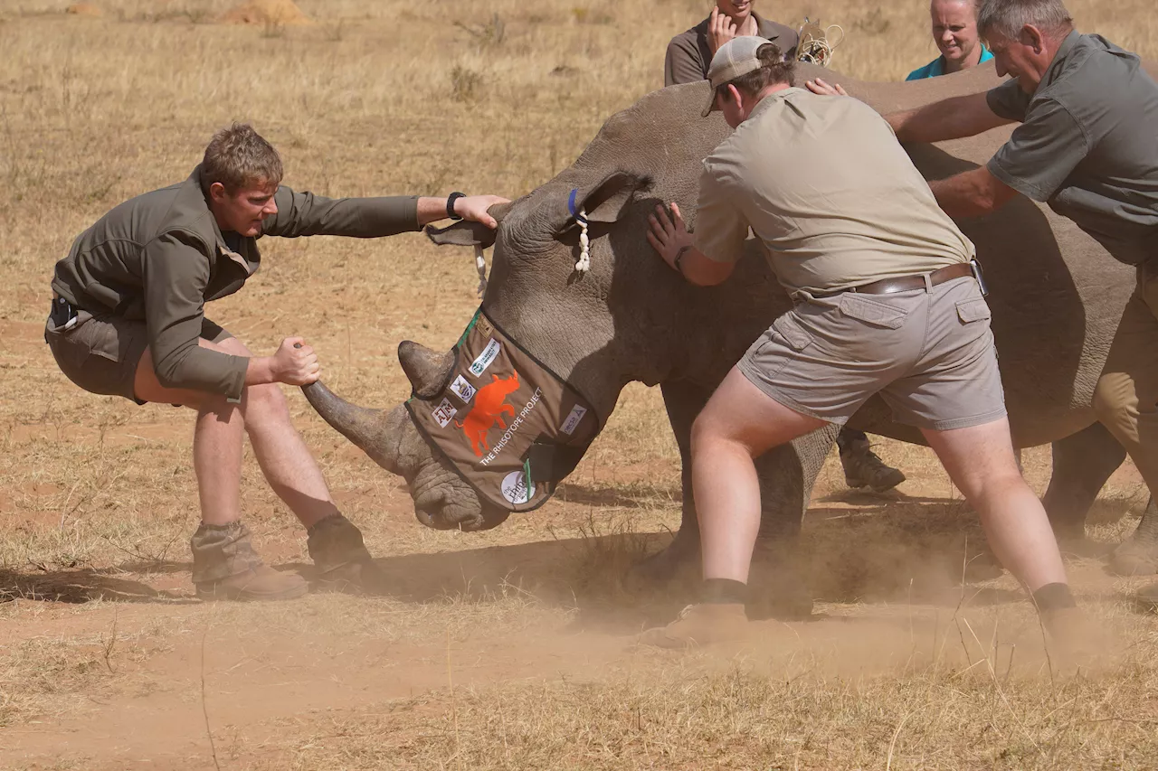 South African researchers test use of nuclear technology to curb rhino poaching