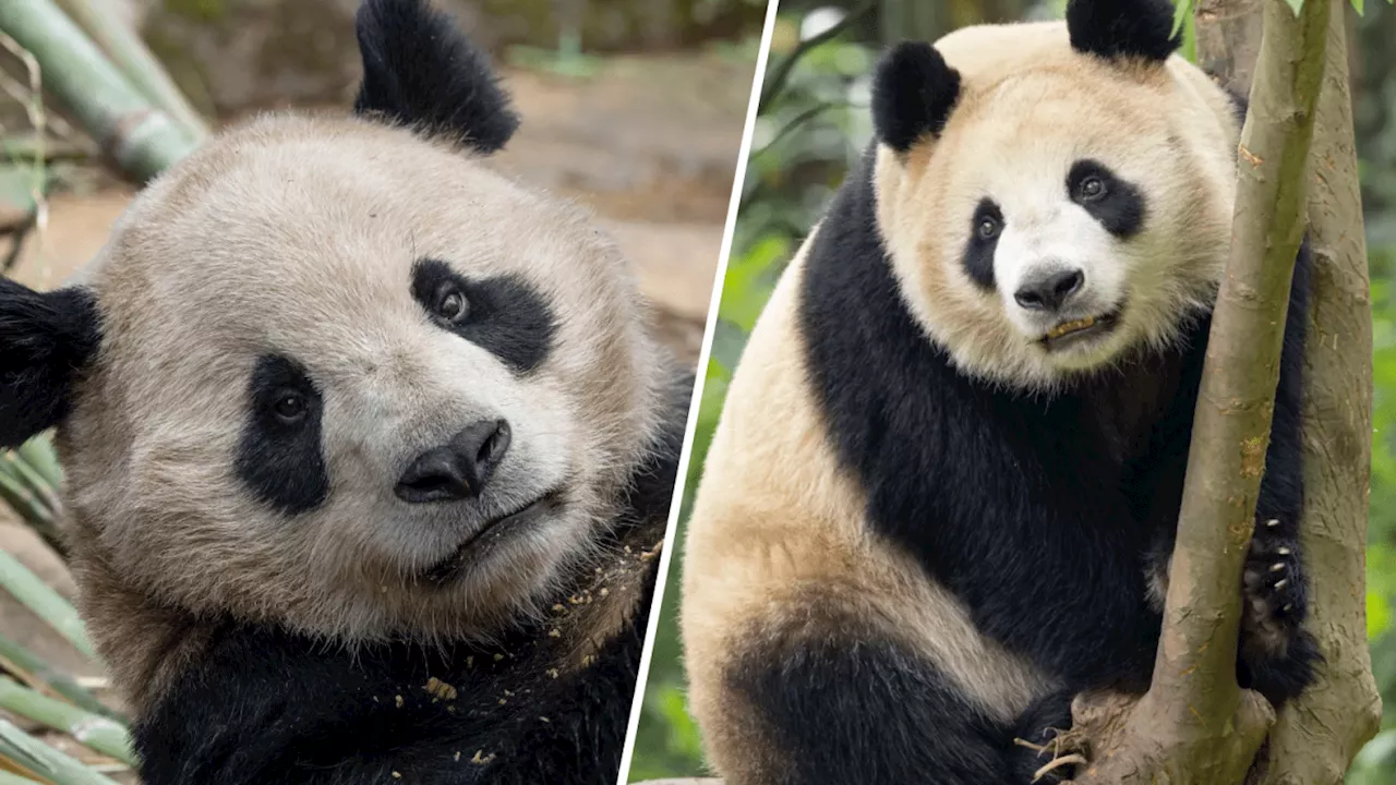 Pandas from China safely arrive at San Diego Zoo: Chinese consulate