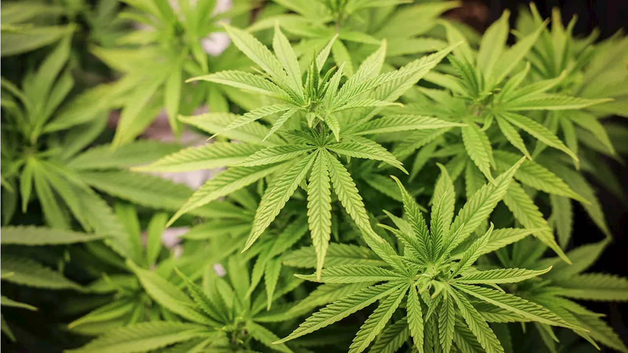 Cannabis-Anbau in Niedersachsen: Vereine können Anträge stellen