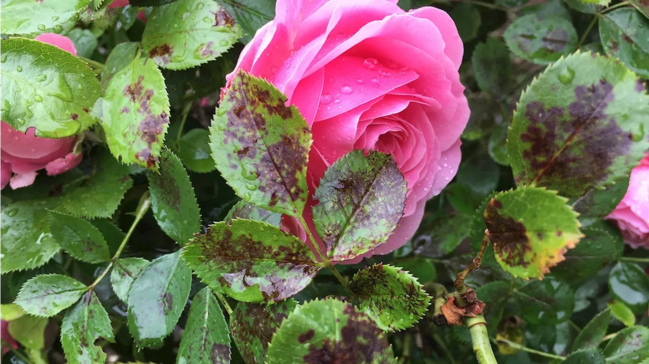 Sternrußtau bei Rosen erkennen und bekämpfen