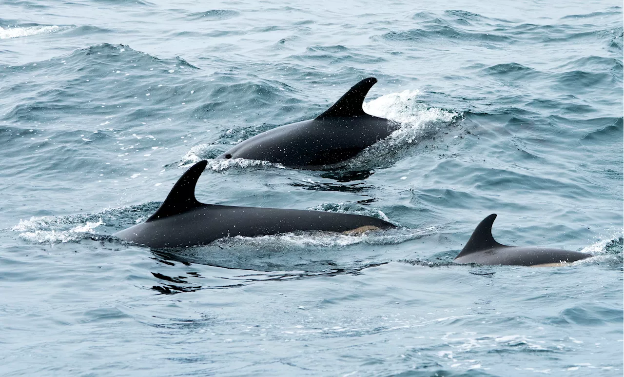 80+ dolphins stranded in muddy waters off Cape Cod, officials say