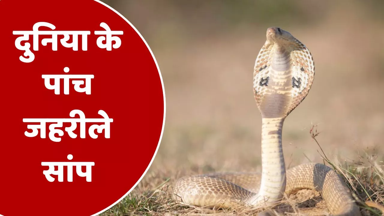 Five Poisonous Snakes of the World : इन सांपों के काटने के बाद इलाज नहीं होता है संभव, सीधे होती है मौत!