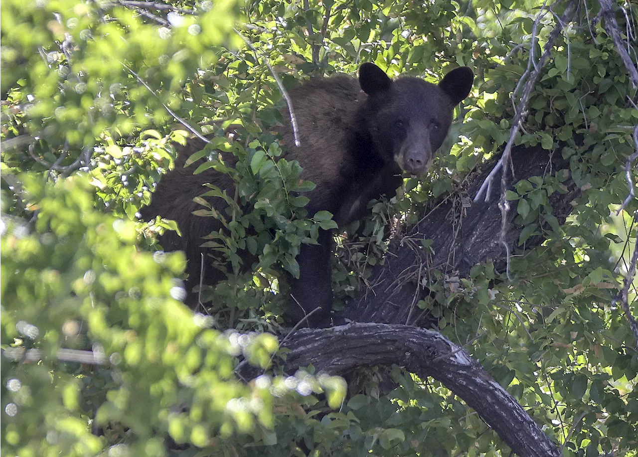 Map Show US States With Most Bear Attacks | United States | Head Topics