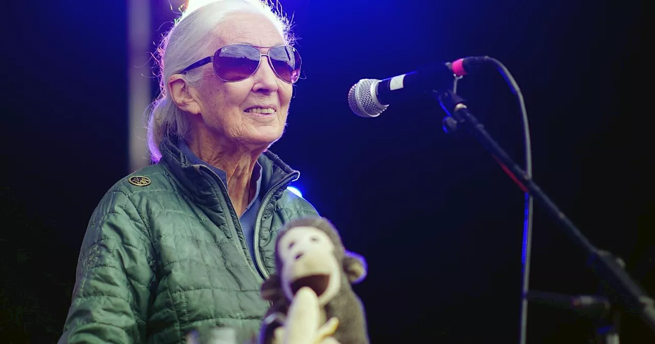 Jane Goodall macht Festival-Besuchern Mut