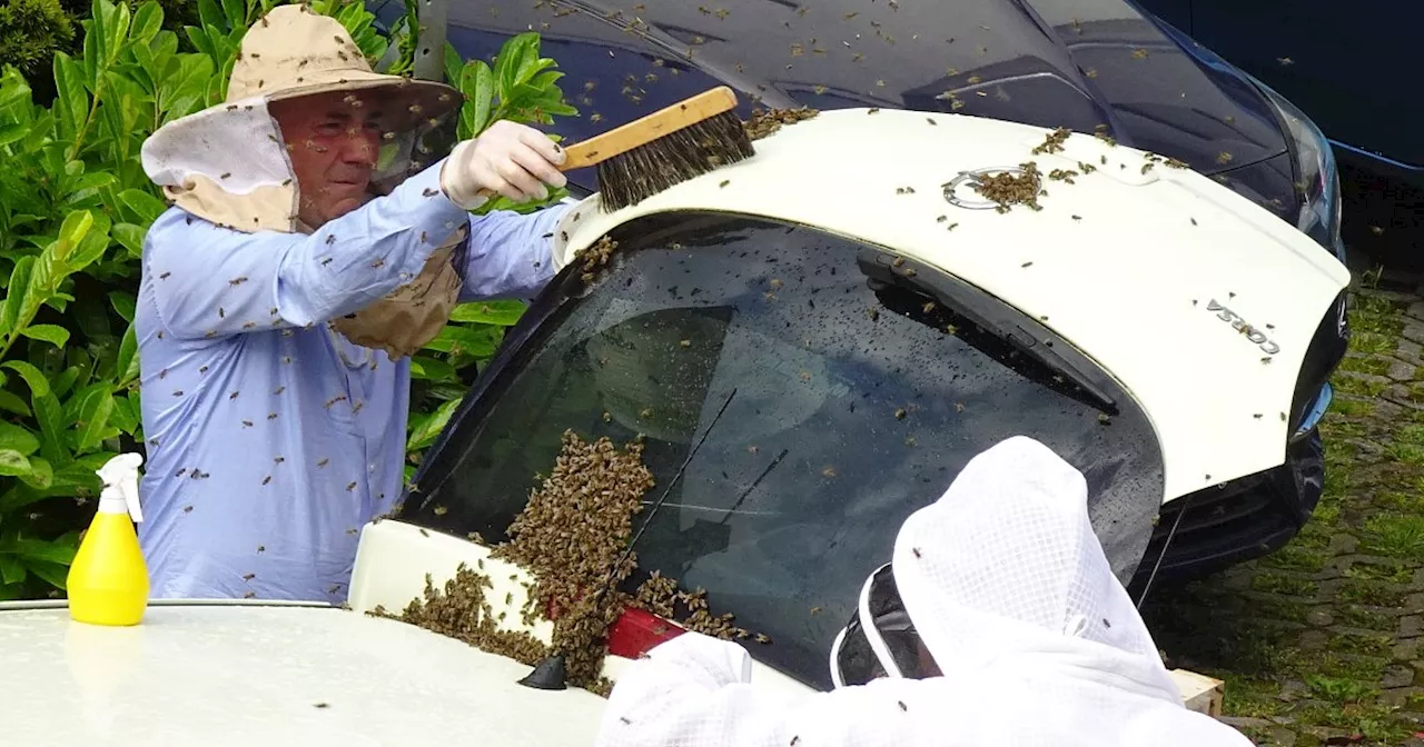 Polizei, Feuerwehr und Imker im Einsatz: Bielefelder Bienenschwarm entert Opel Corsa