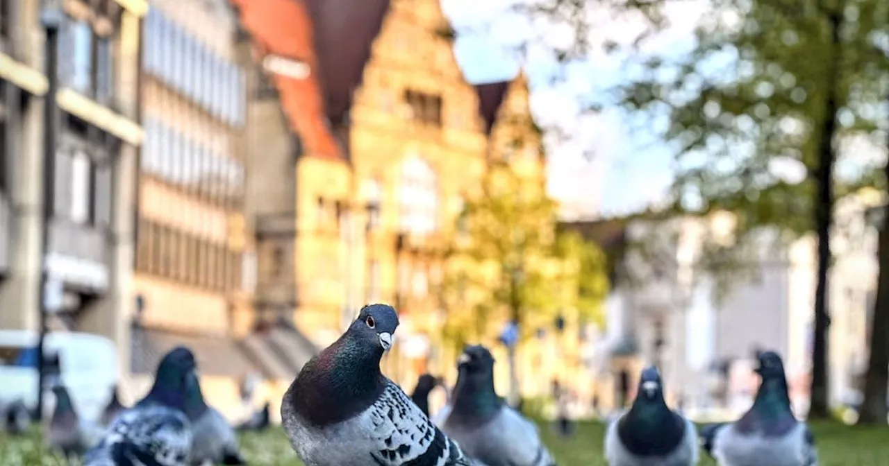 Trotz Veto der Tierschützer: Bielefelds Stadttauben bekommen jetzt Verhütungsmittel