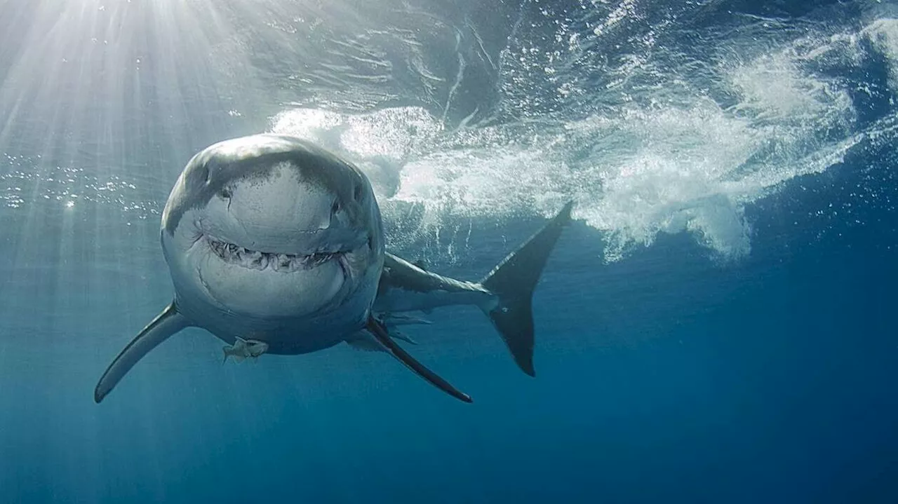 Nouvelle-Calédonie : mort d’un homme vraisemblablement noyé et attaqué par des requins