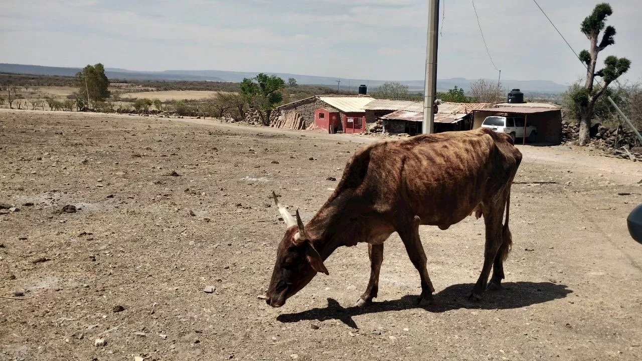 Ganaderos en Ocampo pierden 3 de cada 10 animales por falta de agua