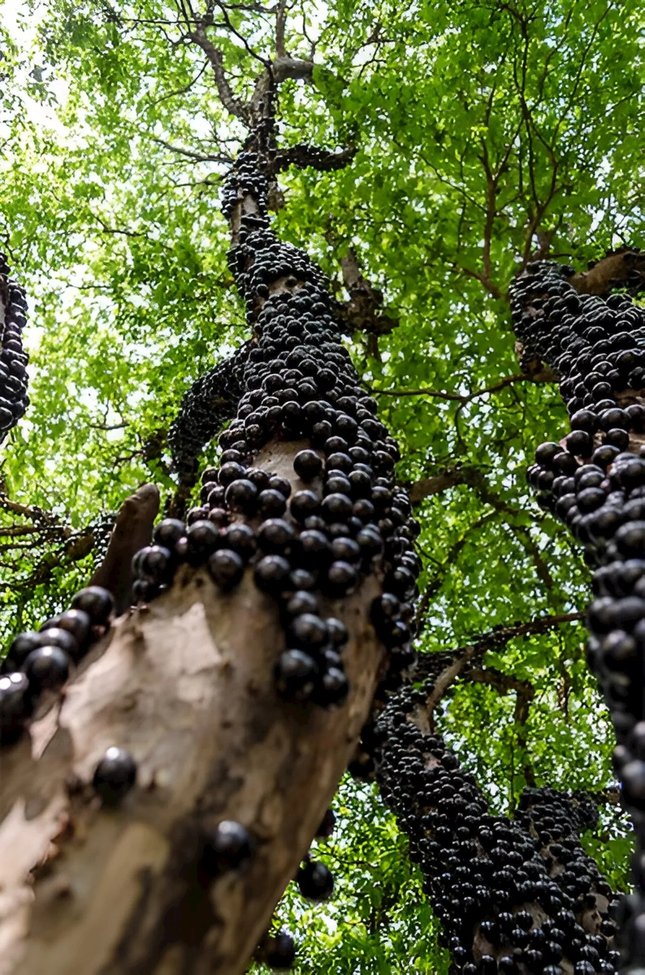 Novel method optimizes extraction of antioxidant and colorant from jabuticaba peel