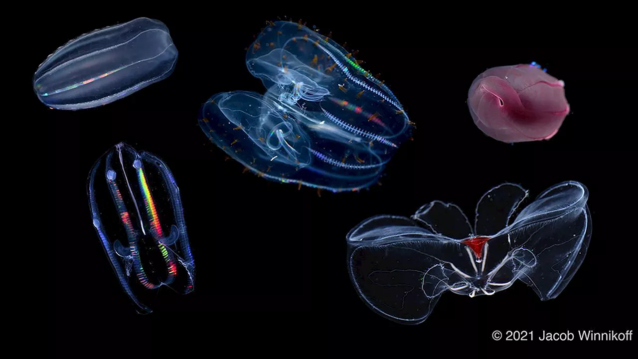 Comb jellies won’t give into the extreme pressures of deep-sea life