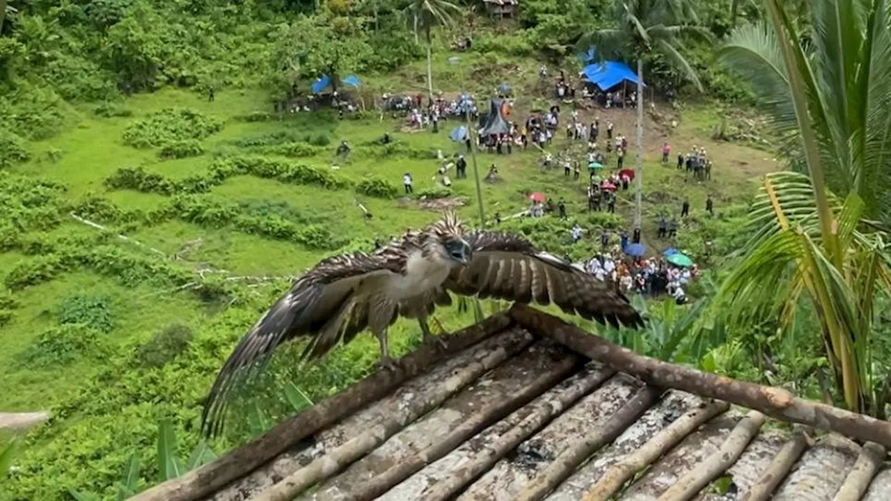 Philippine eagles Carlito and Uswag released in Leyte