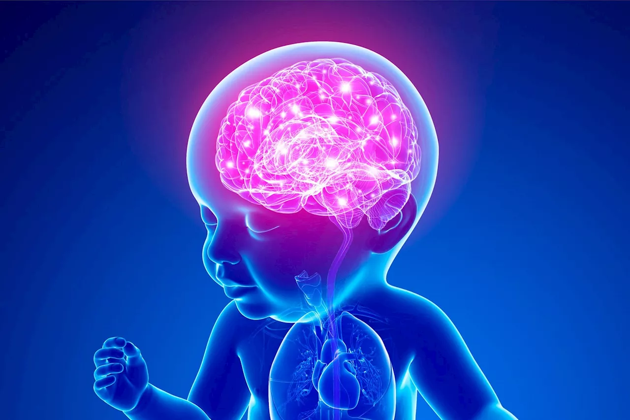 – Scientists Discover Striking Similarities Between Baby Brains and AI