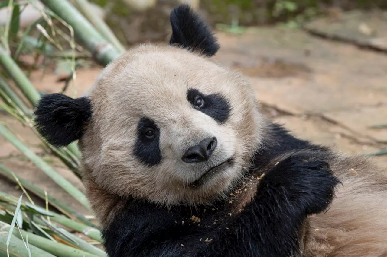 Long-awaited pandas arrive safely in San Diego