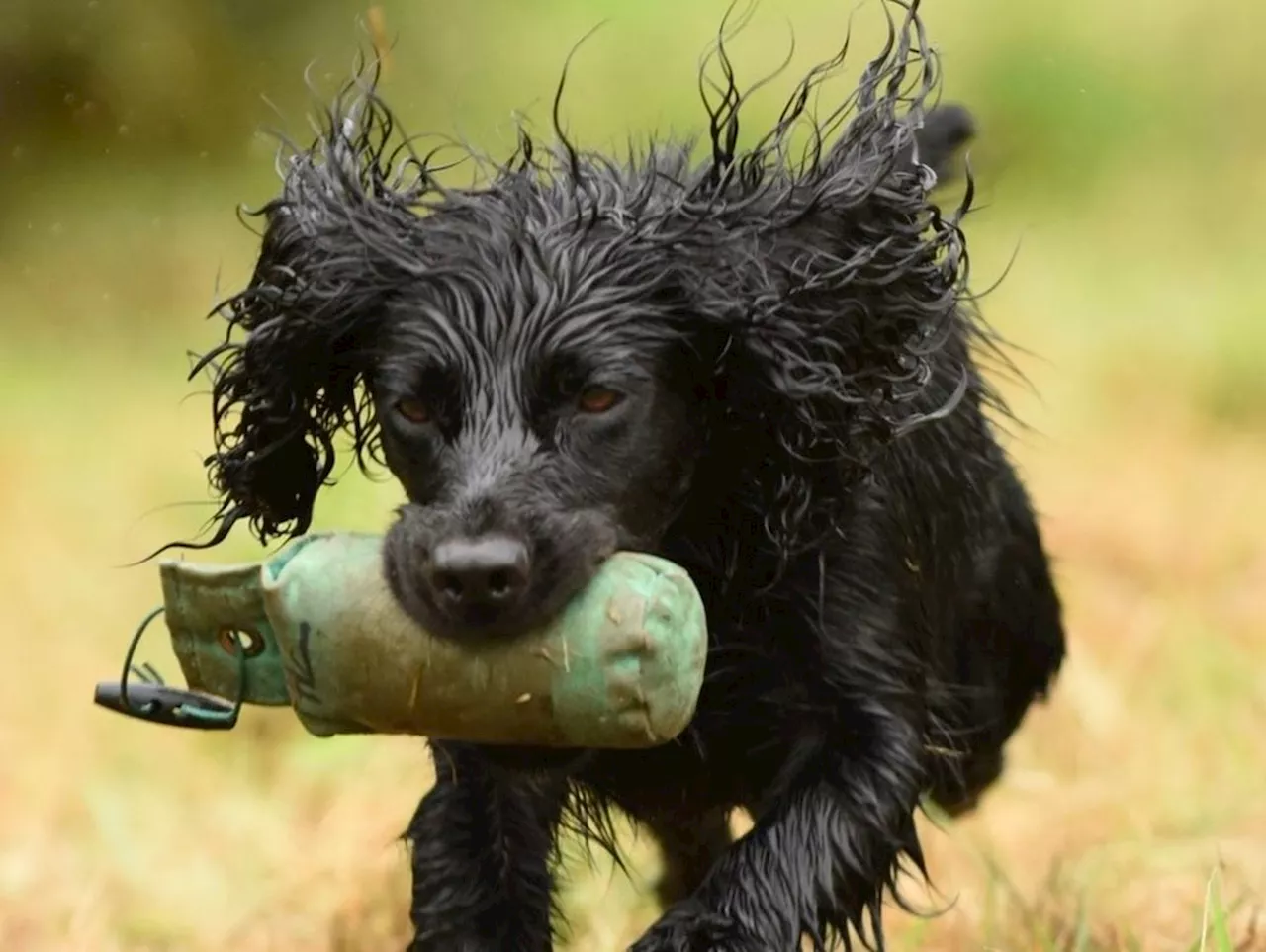 Ludlow Dog Day: With 21 competitions to enter even the worst-behaved pooch can win