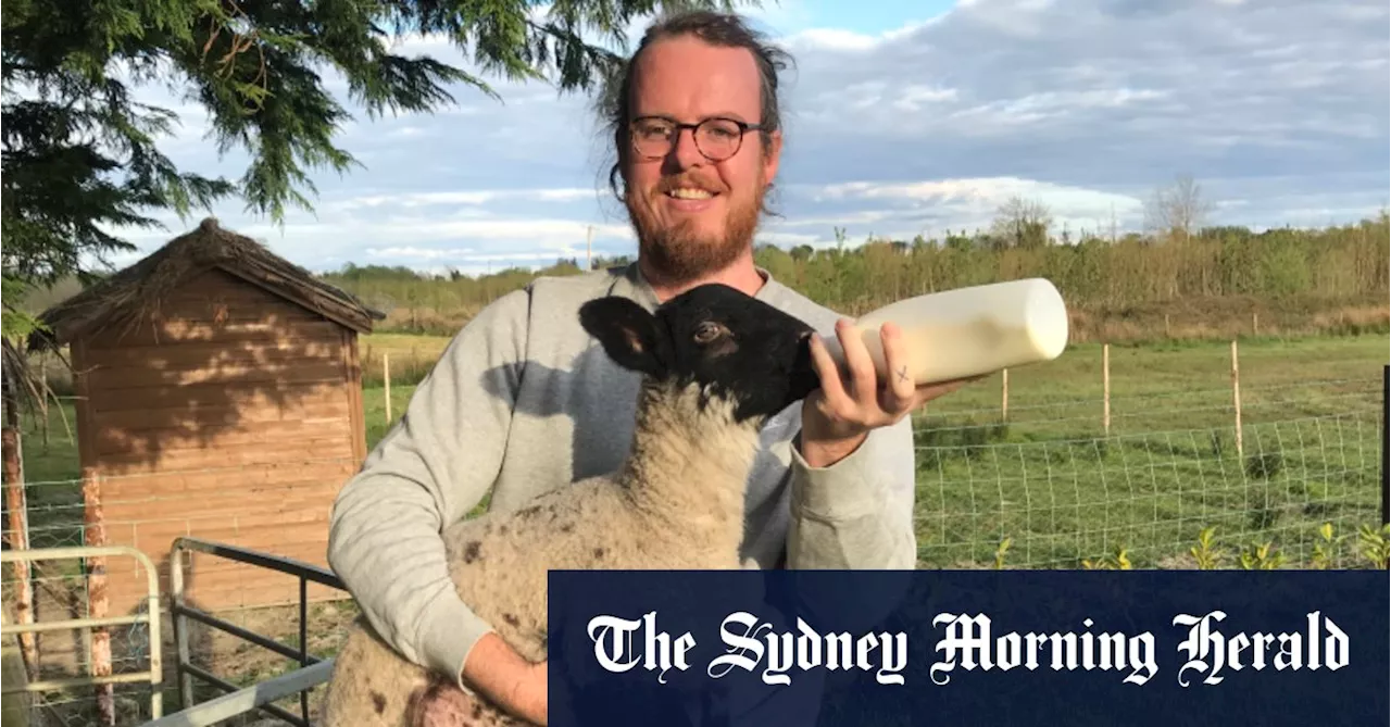 How a flock of 12 sheep helped one man heal his ‘soul tiredness’