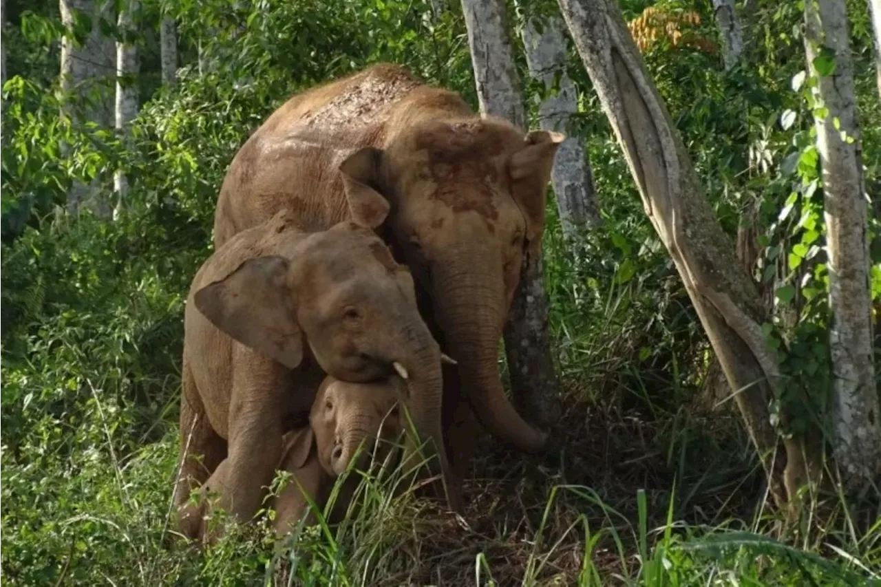 Gentle giants under threat