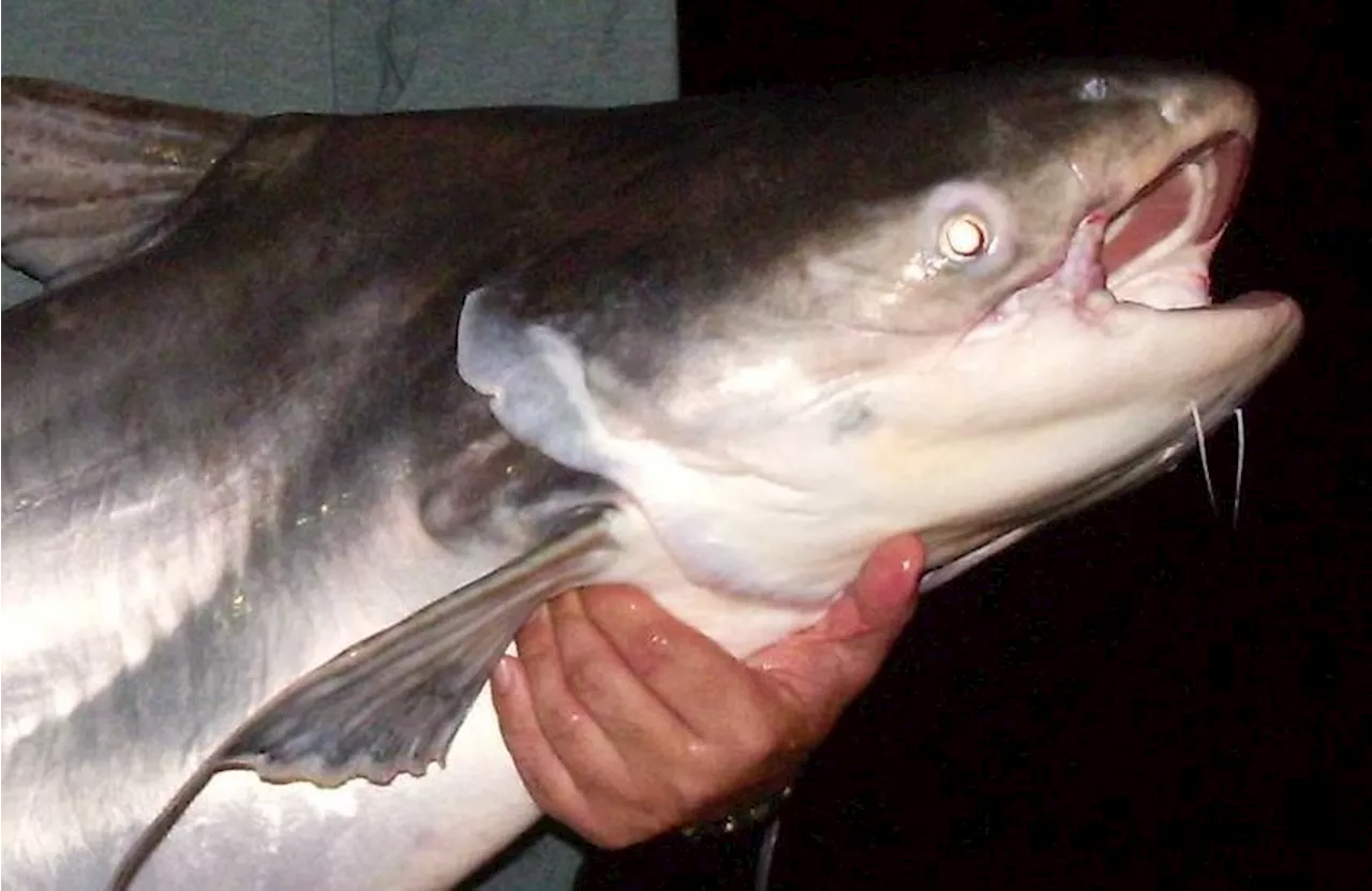 Organisers admit oversight in releasing invasive fish species into Selangor lake, says Fisheries Dept