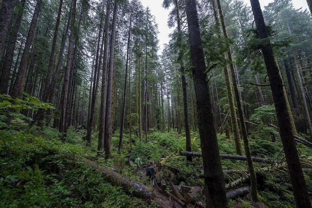 B.C. moves to protect 300 hectares of old growth with $50M from feds