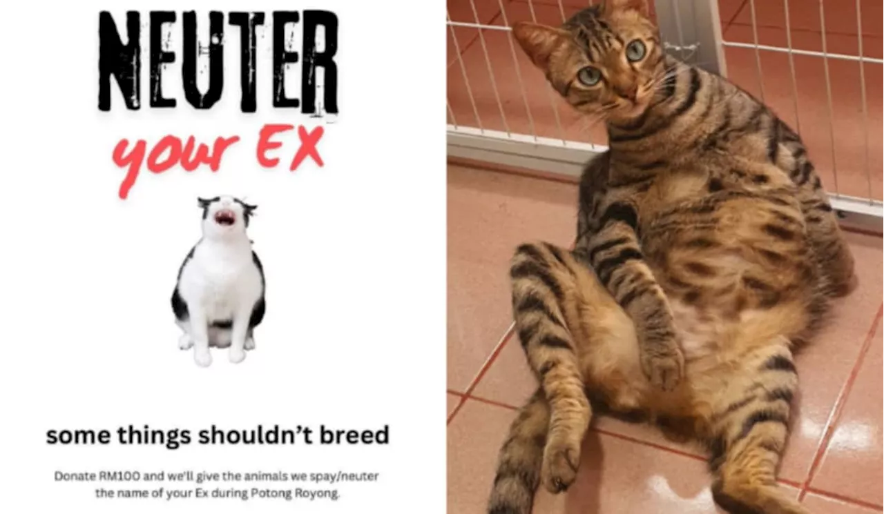 Ever Wished You Could Neuter Your Ex? Here’s How You Can, But For A Good Cause