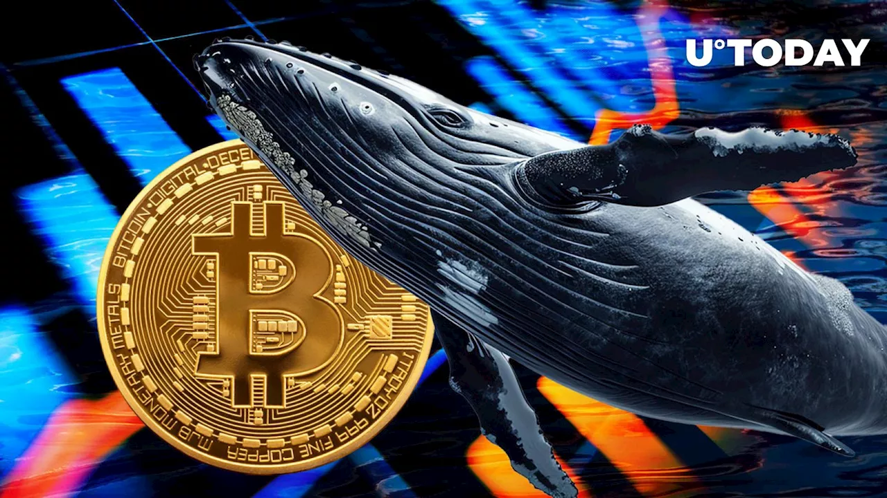 Massive Bitcoin Whale Makes Major Transfer to Coinbase