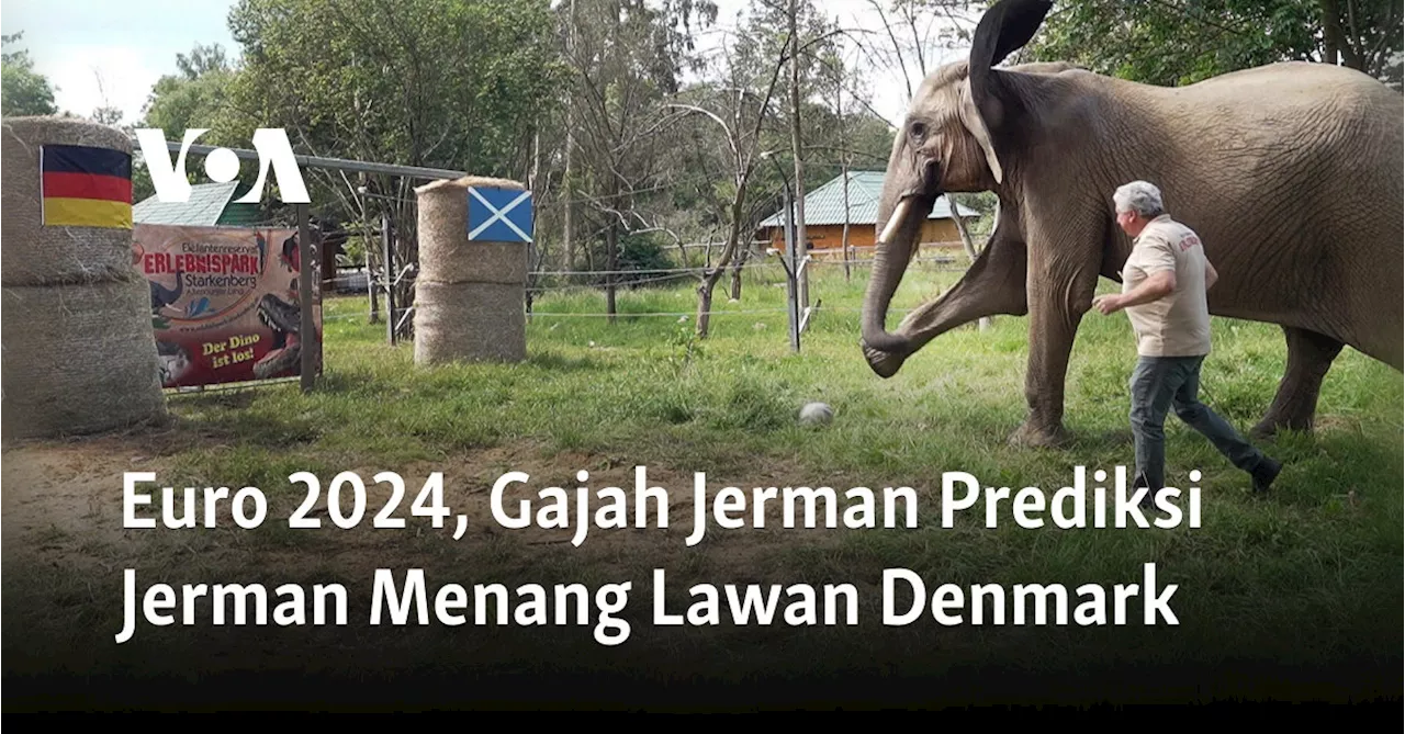 Euro 2024, Gajah Jerman Prediksi Jerman Menang Lawan Denmark